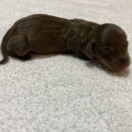 Dottie - Chocolate and tan female Dachshund puppy in Mocksville, North Carolina from The Dachs of Hazzard Dachshunds