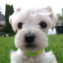 Mr Titis - Wheaten male Miniature Schnauzer puppy in Shoshone, Idaho from Debra Kruse's Miniature Schnauzers