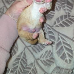 Dark Blonde Male - Gold male Yorkshire Terrier puppy in Lakeland, Florida from You Me & The Yorkies