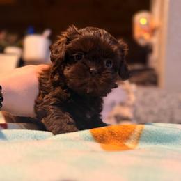 Chip - Chocolate male Shih Tzu puppy in Running Springs, California from Amanda's Shih Tzus