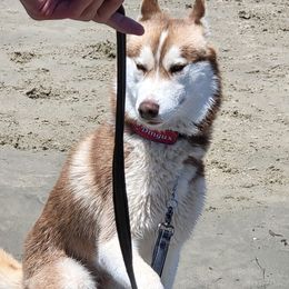 Siberian Huskies from Kalpana Siberians