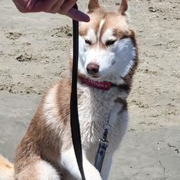 Siberian Huskies from Kalpana Siberians