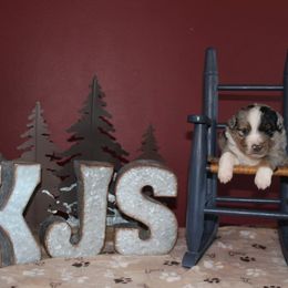 Miniature Australian Shepherd Puppies from KJs Rockin Aussies