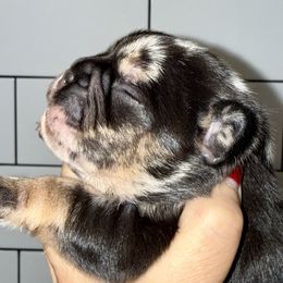 Fabio - Tricolors male French Bulldog puppy in York, South Carolina from Furevermore Boxers and Furevermore Frenchies