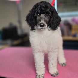 Sera - Parti female Poodle puppy in Blue Ridge, Georgia from Beltane Standard Poodles