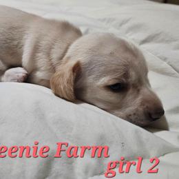 Girl 2 - Cream female Dachshund puppy in Fritch, Texas from The Weenie Farm