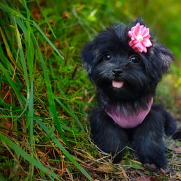 Companion Cross, Mal-Shi, Maltese, Maltipoo, Morkie, and Shih Tzu Puppies from Seeking Shalom Acres Maltese, Maltipoos & Havamalts