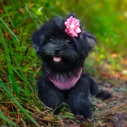 Companion Cross, Mal-Shi, Maltese, Maltipoo, Morkie, and Shih Tzu Puppies from Seeking Shalom Acres Maltese, Maltipoos & Havamalts