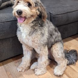 Penny - Bernedoodle