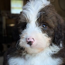 Black collar aka Reef - Tri-color male Bernedoodle puppy in Connecticut from Valley View Doodles