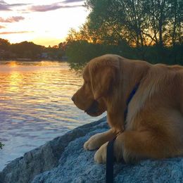 Golden Retrievers from Chestnut Goldens