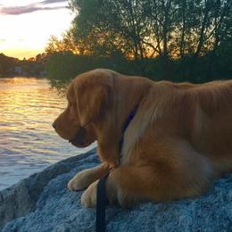 Golden Retrievers from Chestnut Goldens