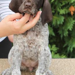 German Shorthaired Pointer Puppies from Hotwired GSPs