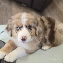 Aussiedoodle, Australian Shepherd, Miniature American Shepherd, Miniature Australian Shepherd, and Poodle Puppies from Foothill Aussies