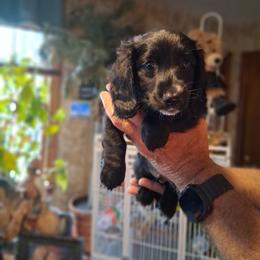 Frisco - Black male Dachshund puppy in Columbia, South Carolina from A&R Dachshund