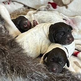Wirehaired Pointing Griffon Puppies from Sagebrush Pointing Griffons