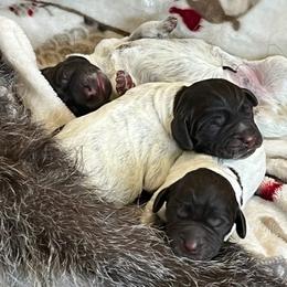 Wirehaired Pointing Griffon Puppies from Sagebrush Pointing Griffons