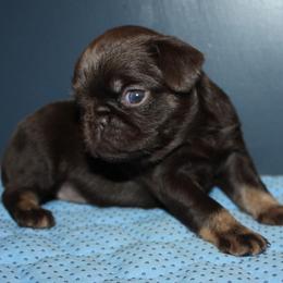 Girl 2 - Brown female Brussels Griffon puppy in Huntsville, Alabama from Tammy's Brussels