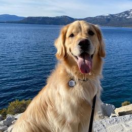 Golden Retrievers from Casadeloro Retrievers