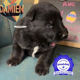 Damien - Sable male German Shepherd puppy in Livingston, Kentucky from Illyria Dox & GSD
