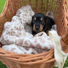 Luis - Black and tan male Dachshund puppy in Ecru, Mississippi from Toddy Kennels