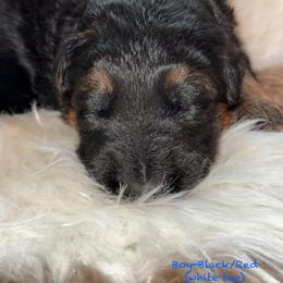 Presley - Black and red male German Shepherd puppy in Hillsboro, Indiana from Salty Raccoon Ranch German Shepherds