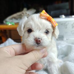 Companion Cross, Havanese, Mal-Shi, Maltese, Maltipoo, Morkie, and Shih Tzu Puppies from Seeking Shalom Acres Maltese, Maltipoos & Havamalts