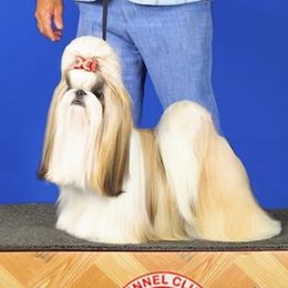 Annie - Shih Tzu