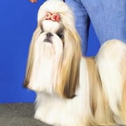 Annie - Shih Tzu