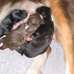 Miniature American Shepherd puppies from BonDrew's Miniature American Shepherds