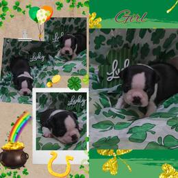 Purple - Black and white female Boston Terrier puppy in Clinton Township, Michigan from Greenberg's Boston Terriers & Bullies of Metro Detroit