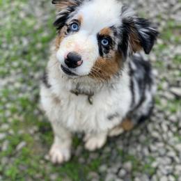 Miniature American Shepherd Puppies from AKC Emerald Minis