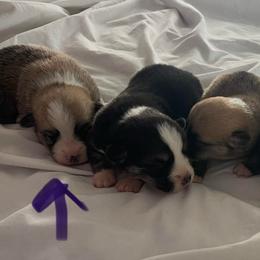 Scone - Red Boy - Red male Pembroke Welsh Corgi puppy in Griffin, Georgia from Rollnoaks & Cottontail AKC Pembroke Welsh Corgis