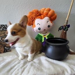 Winnie - Sable female Pembroke Welsh Corgi puppy in Lavon, Texas from Living Simply with Corgi's