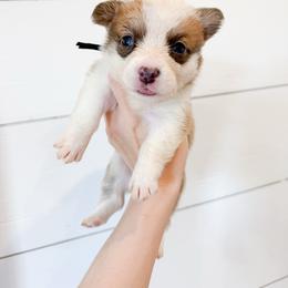 Black - White and red male Pembroke Welsh Corgi puppy in Milan, Georgia from Williams’ Welsh Corgis LLC