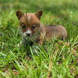 Isabela - Sable and white female American Corgi puppy in Tallahassee, Florida from Koko's Korgis