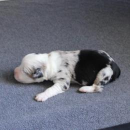 Sasha - Blue merle female Miniature Australian Shepherd puppy in Fort Smith, Arkansas from Rye Hill Aussies