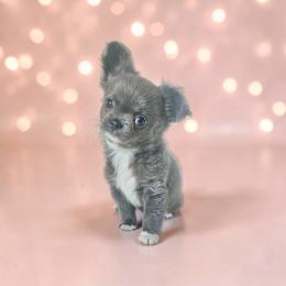 AKC Fluffy Blue Girl - Blue and white female Chihuahua puppy in Brooklyn, New York from Nadezhda's Chihuahuas