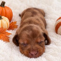 Pumpkin - Dapple male Dachshund puppy in Port Saint Lucie, Florida from ThePuppyVille