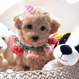 Juliet - Apricot female Maltipoo puppy in Spring, Texas from GlamPaw Maltipoos