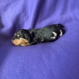 Black and tan dapple boy - Dapple male Dachshund puppy in Kingston, Texas from Oak Bridge Farm