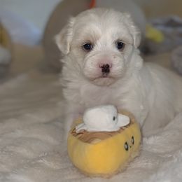 Lady - White and lemon female Morkie puppy in Germantown, Tennessee from Sophia puppy’s