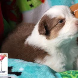Cosmo - Red tri-color male Australian Shepherd puppy in Springville, New York from RisingStar Australian Shepherds