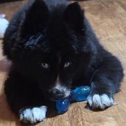 Magnolia - Black and white female Siberian Husky puppy in East Tawas, Michigan from BurnsBerg's Woolies