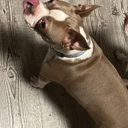 Tilly - Boston Terrier
