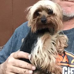 Yorkshire Terriers from Angela's Yorkies