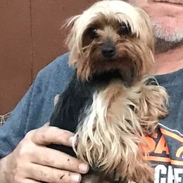 Yorkshire Terriers from Angela's Yorkies
