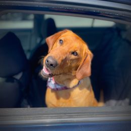 Penny - Labrador Retriever