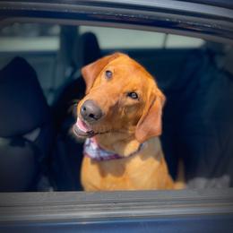 Penny - Labrador Retriever