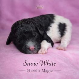 Snow White - Parti female Poodle puppy in Springfield, Oregon from Valaurah Farms